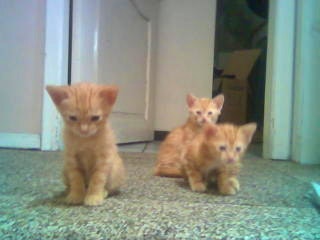 Anuncio: Se busca padres o madres adoptivos