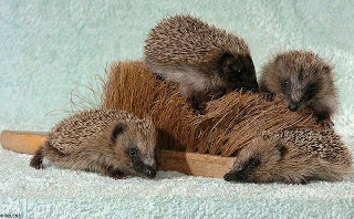 Con razón muchos no aprenden la lección...